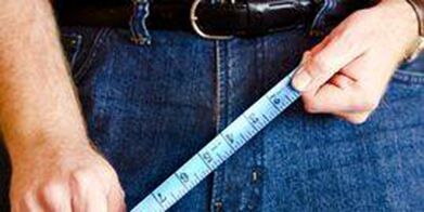The dimensions of the genital organ of a man